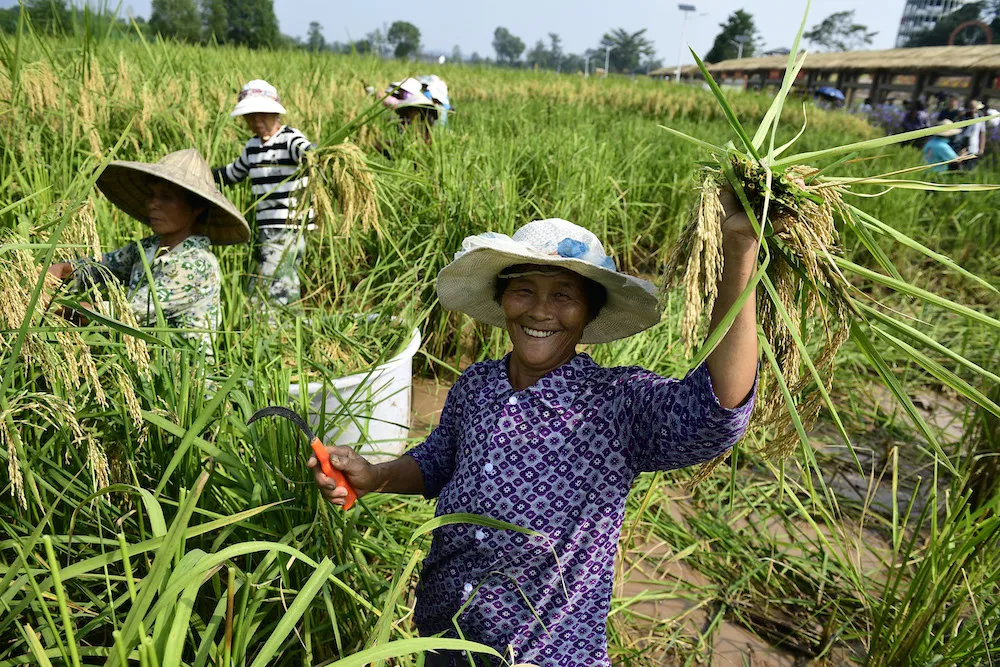 Seorang petani Tiongkok dengan gembira menyambut panen yang melimpah. (Foto/Ran Wen)