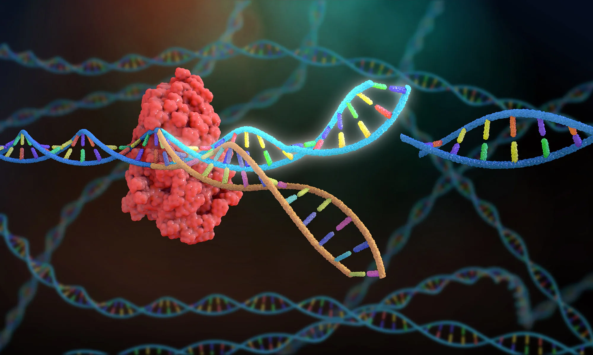 Dalam beberapa tahun mendatang, kita mungkin melihat penggunaan CRISPR untuk menciptakan obat-obatan yang lebih efektif atau bahkan untuk memperbaiki kerusakan genetik yang terjadi sejak lahir.